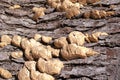 Fungus Growing on Tree Bark Royalty Free Stock Photo