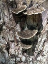 Fungus growing on tree stump Royalty Free Stock Photo