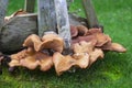 Fungus growing on a tree stump of a felled Eucalyptus tree in Bangor Northern Ireland