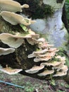 Fungus growing up in a Costarican tree. Awesome mushrooms` shapes.