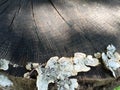 Fungus growing on wet tree stump