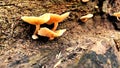 Fungus grows on dead logs