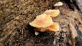 Indonesian Mushrooms grows on dead logs