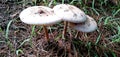 The fungus grows in an evergreen garden on the beach.