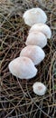 The fungus grows in an evergreen garden on the beach.