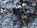 fungus that grows in moist soil