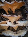 Fungus grows on moist soil under aging trees