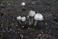 Tree fungus or mushrooms grows in the soil