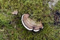 A fungus that grows on trees in the forest, a hornworm parasite