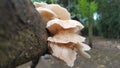 This is a fungus that grows on twigs or wood and cannot be eaten