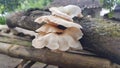 This is a fungus that grows on twigs or wood and cannot be eaten