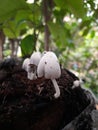 fungus that grows on wood trunks