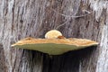 Fungus growth on dead trunk of giant tingle tree Walpole Western Australia.