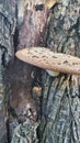 Fungus growths root sponge on a tree stump. Root sponge. Mushroom growths on a dry tree trunk. Rotting wood. Forest Royalty Free Stock Photo