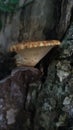 Fungus growths root sponge on a tree stump. Root sponge. Mushroom growths on a dry tree trunk. Rotting wood. Forest Royalty Free Stock Photo