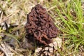 Fungus Gyromitra esculenta close up