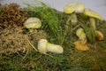 The fungus Hypomyces golden-spore Latin Hypomyces chrysospermus in moss on a background of green grass. Plants mushrooms