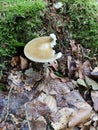 Fungus Royalty Free Stock Photo