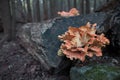 Fungus on a log Royalty Free Stock Photo