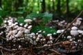 Fungus Marasmius rotula