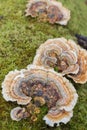 Fungus and Moss on a Tree