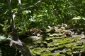 Fungus on mossy log Royalty Free Stock Photo