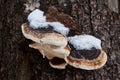 A fungus or mushroom covered in snow growing on the trunk of a tree Royalty Free Stock Photo