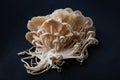 Fungus mushrooms Royalty Free Stock Photo