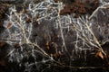 Closeup on mycelium hyphae on trunk
