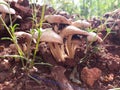 fungus in soil