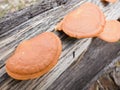 Fungus on old wood comes in many varieties