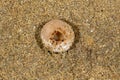 A fungus Peziza ammophila on a sand dune