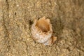 A fungus Peziza ammophila on a sand dune