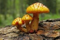 Mushroom Pholiota limonella Royalty Free Stock Photo