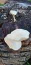 Fungus plants that live on dead tree trunks Royalty Free Stock Photo