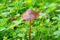 Fungus Psilocybe semilanceata Royalty Free Stock Photo