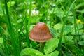 fungus Psilocybe semilanceata growing