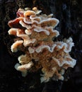 Fungus on a rotting log Royalty Free Stock Photo