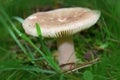 Fungus - Russula emetica Royalty Free Stock Photo