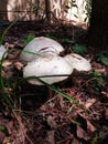 Fungus seta hongo