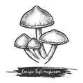 Fungus sketch or illustration design of mushroom Royalty Free Stock Photo