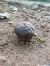 Fungus on the soil, mature, beauty nature