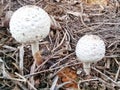 Fungus soil