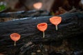 The fungus species Cookeina speciosa Royalty Free Stock Photo