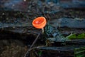 The fungus species Cookeina speciosa Royalty Free Stock Photo