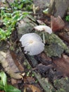 fungus This species is a decomposer that can be found in grassy areas, alone, scattered or in small groups Royalty Free Stock Photo