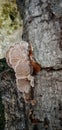 fungus on wood