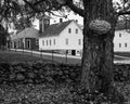 Fungus on tree - Canterbury Shaker Village