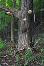 Fungus on tree in the forest