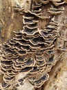 Fungus On Tree in Lake District, England
